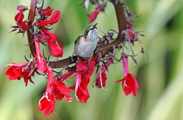 Hummingbird With Attitude Print